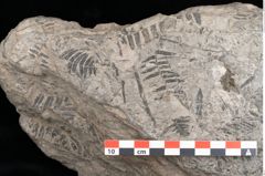 Foto (Detailansicht) von Gleichinites austriacus Ettingshausen (NHMW-GEO-2024-0188-10529)